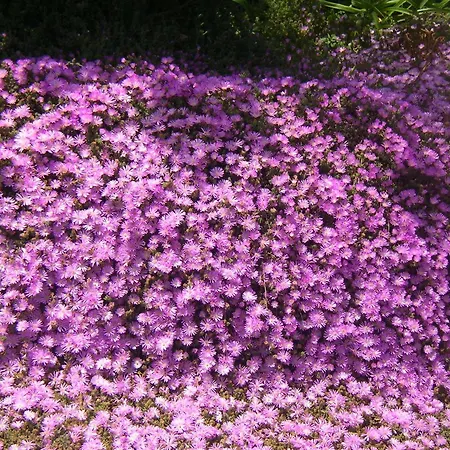 酒店 拉帕尔玛浪漫酒店